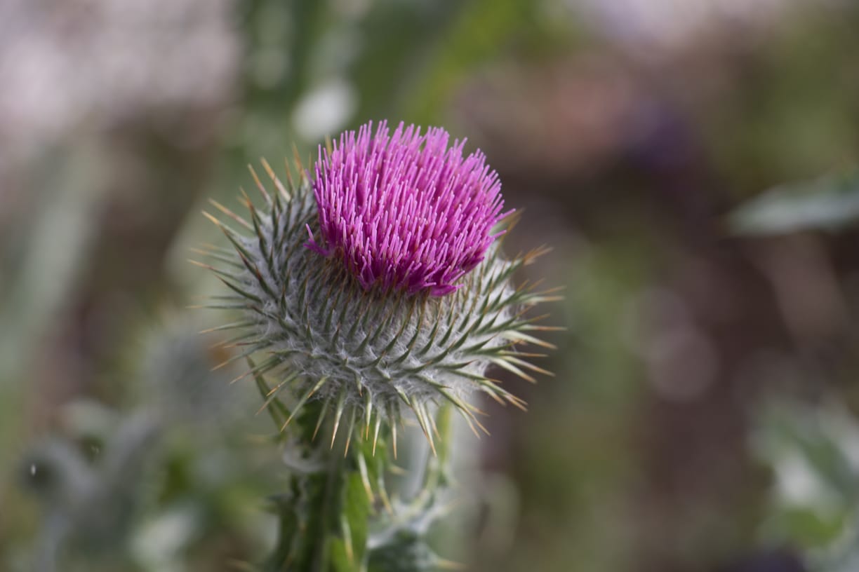 Trip planning tools for Scotland - The stunning Scottish thistle is the national flower and emblem of Scotland. Photo Credit: Wendy Nordvik-Carr Â© View more photos wendynordvikcarr.com