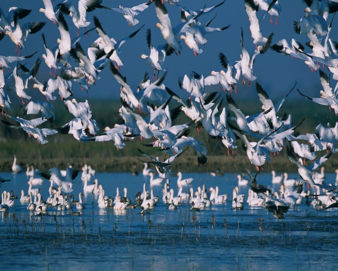 One of Canada's best birdwatching spots - A mass of migrating snow geese